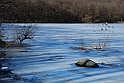 Lago Piccolo di Avigliana ghiacciato_069